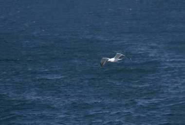 Martı havada uçuyor.