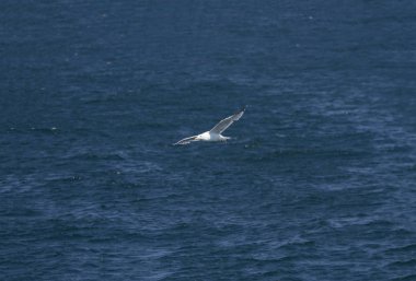 Martı havada uçuyor.