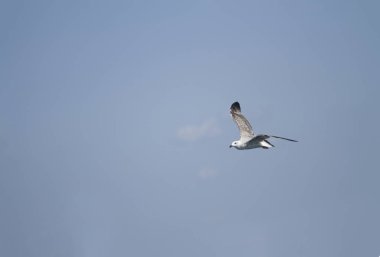 Martı havada uçuyor.