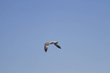 Martı havada uçuyor.