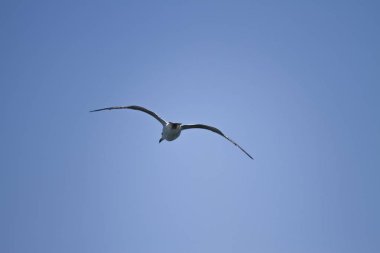 Martı havada uçuyor.