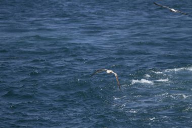 Martı havada uçuyor.