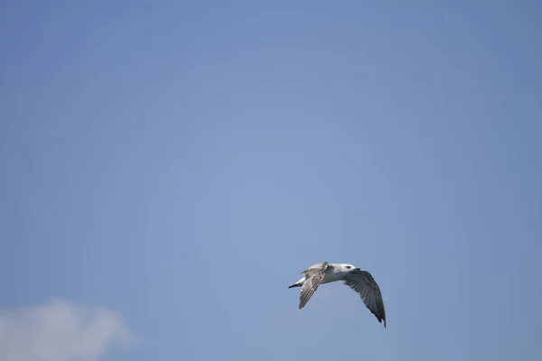 Seagull Flying Air — Stock Photo, Image