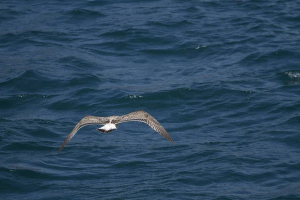 Gaviota Volando Aire —  Fotos de Stock