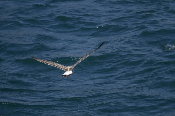 Gaviota Volando Aire —  Fotos de Stock