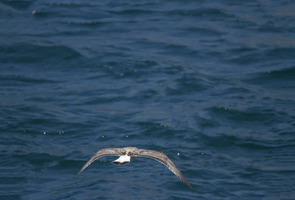 Möwe Fliegt Der Luft — Stockfoto