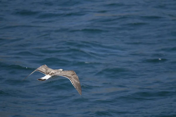 Möwe Fliegt Der Luft — Stockfoto