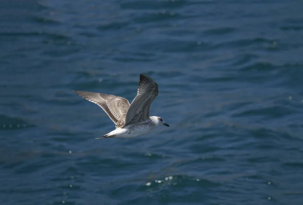 Möwe Fliegt Der Luft — Stockfoto