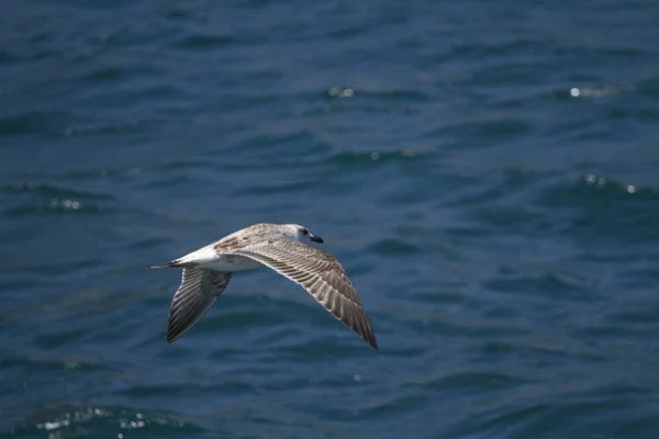 Mouette Volant Dans Les Airs — Photo