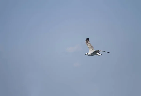 Mewa Latająca Powietrzu — Zdjęcie stockowe