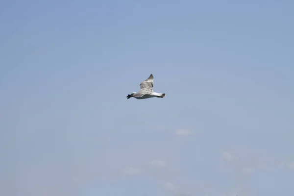 Möwe Fliegt Der Luft — Stockfoto