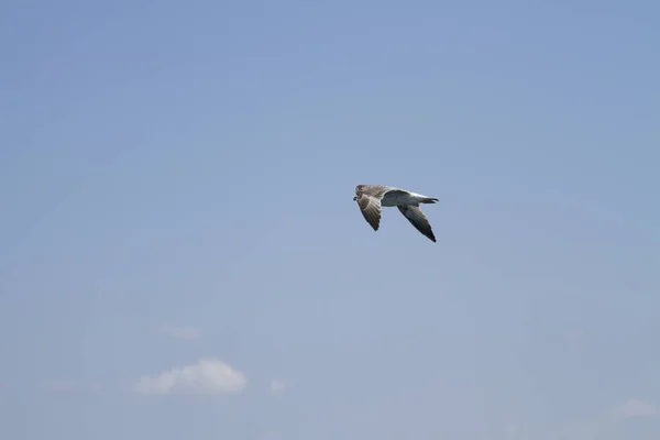 Möwe Fliegt Der Luft — Stockfoto