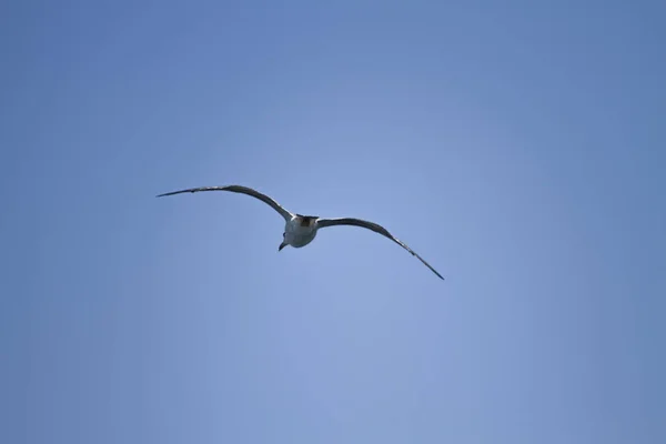 Seagull Flying Air — Stock Photo, Image