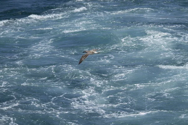 Gaviota Volando Aire —  Fotos de Stock