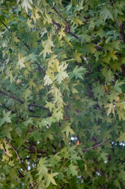 İçinde belgili tanımlık ağaç ve dal kırılmamış bırakır                               