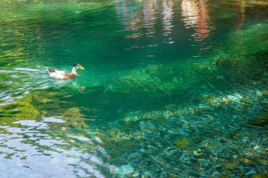 su ve gölde yüzen ördekler