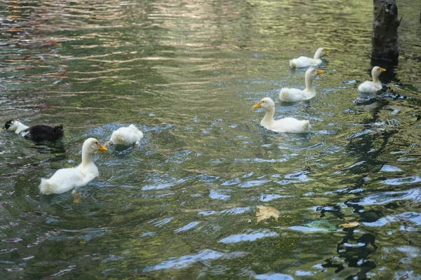 漂浮在水中和湖中的鸭子 — 图库照片