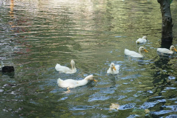 漂浮在水中和湖中的鸭子 — 图库照片
