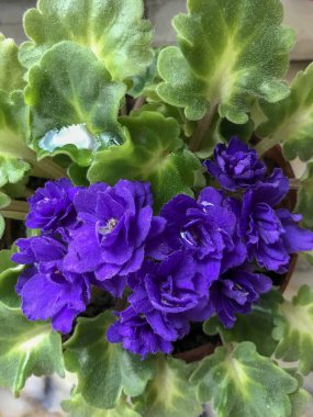 Canlı renkler çiçeklerle