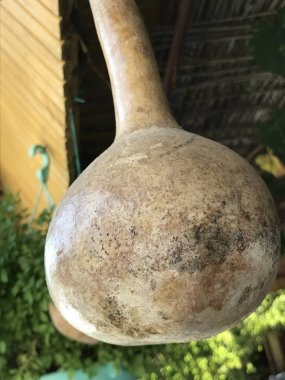 Kurutulmuş asılı kabak Köyü