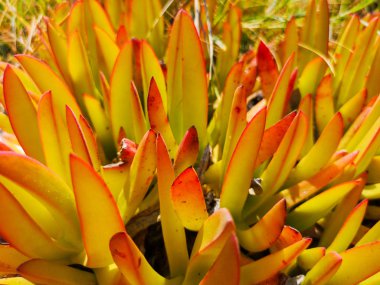 sarı portakal bahçe tesisi