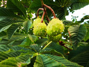Kestane (Castanea sativa) meyve bir dalında