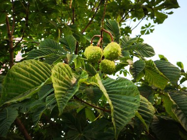 Kestane (Castanea sativa) meyve bir dalında