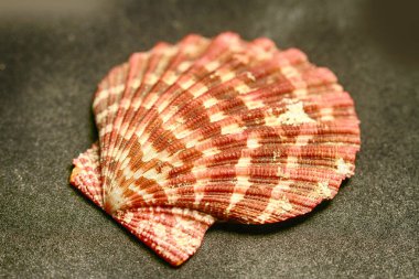 Deniz canlılarının dekoratif kabukları