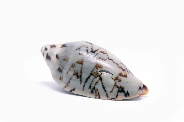 海洋生物装饰贝壳 — 图库照片