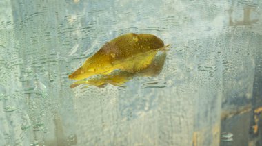 ıslak cam üzerinde sarı yaprak