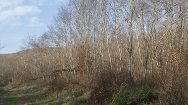 Ormanda yetişen ağaçlar.