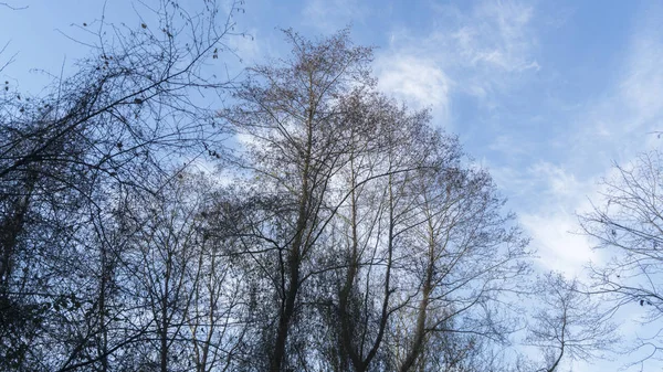 Träd Som Odlas Skogen — Stockfoto