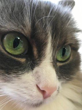 Kedi görünümünü sokak kedi