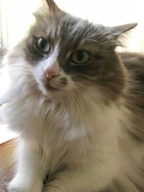 Kedi görünümünü sokak kedi