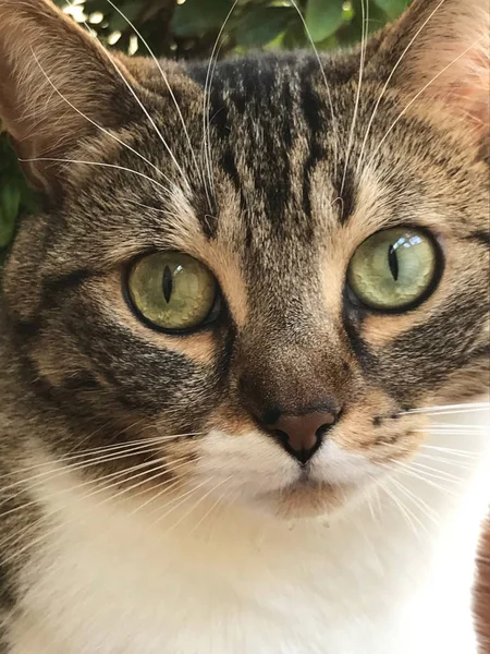 Kedi görünümünü sokak kedi