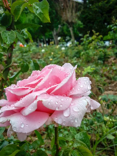 Pink Rose Wet Rain — Stock Photo, Image