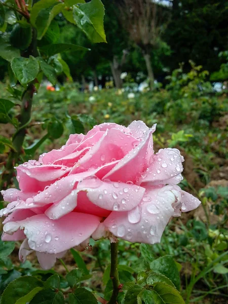 雨に濡れているピンクのバラ — ストック写真