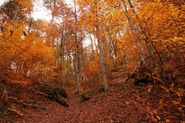 Yedi Göller Milli Parkı, sonbahar, Türkiye