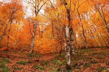 Yedi Göller Milli Parkı, sonbahar, Türkiye