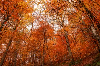 Yedi Göller Milli Parkı, sonbahar, Türkiye