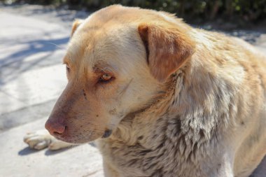 Köpek sokakta yürüyor.