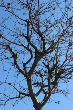 Mavi gökyüzü ve kuru ağaç dalları