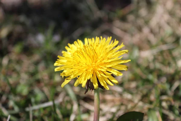 Gelbe Blume Und Pflanze — Stockfoto