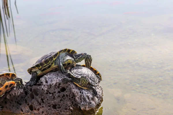 Želvy Vynořující Skále Vodě — Stock fotografie