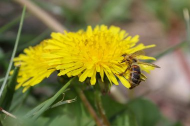 Yaban çiçeği, sarı çiçek, karahindiba ve arı