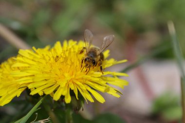 Yaban çiçeği, sarı çiçek, karahindiba ve arı