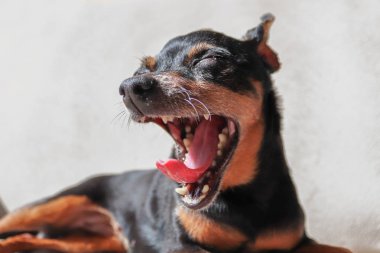 Yaz aylarında siyah ve kahverengi minyatür pinscher portre. Komik kulakları ve yuvarlak gözleri ile akıllı ve sevimli pincher - Görsel