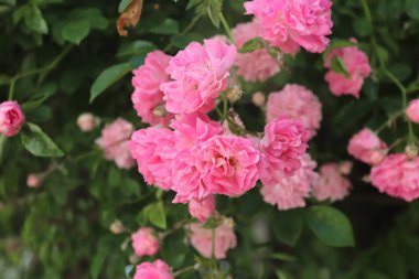 Bir gül ağacı çiçek açan güller