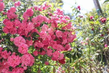 Bir gül ağacı çiçek açan güller
