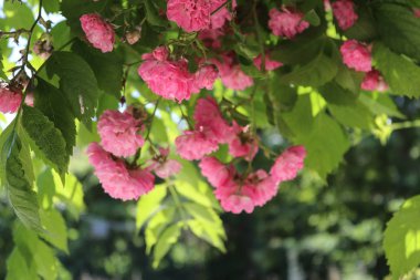 Bir gül ağacı çiçek açan güller